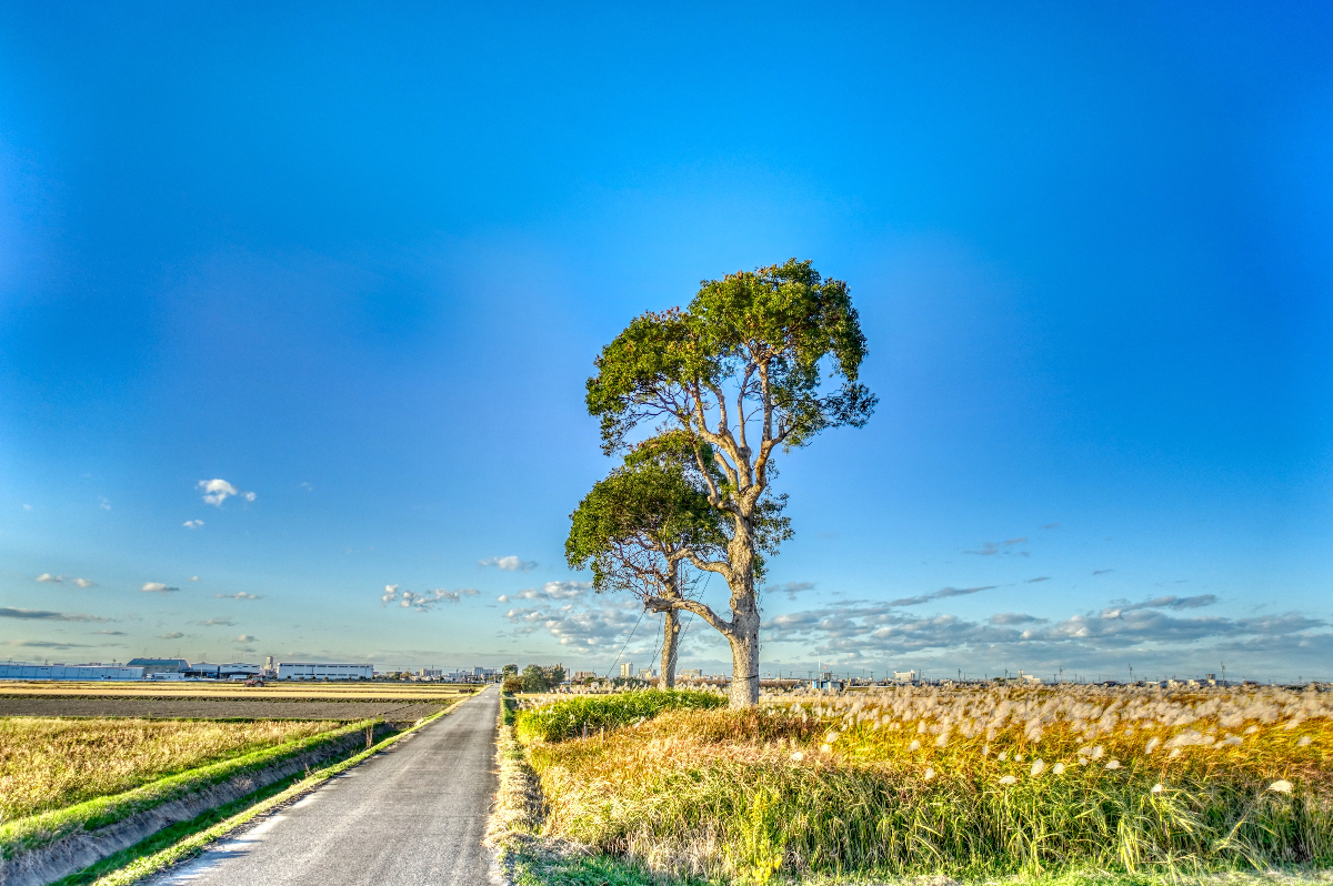 相続土地国庫帰属制度を自分で申請する方法|手続きの流れと必要書類を解説