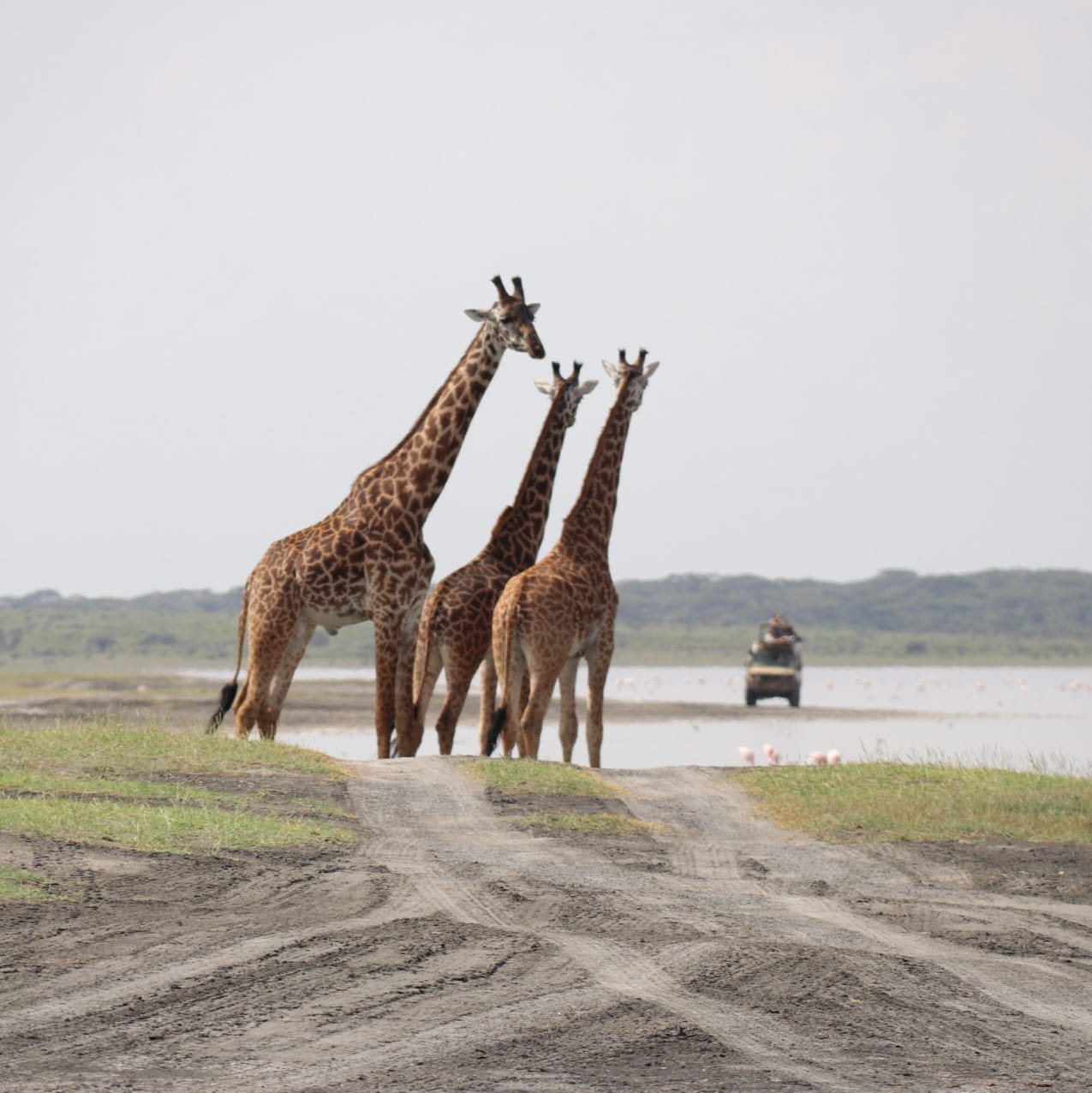 Safari en Tanzania