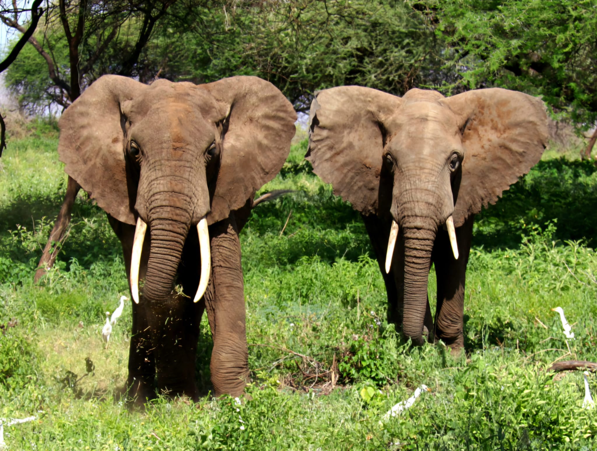 Safari en Tarangire