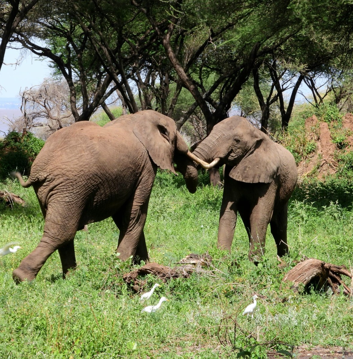 Experiencia Tanzania