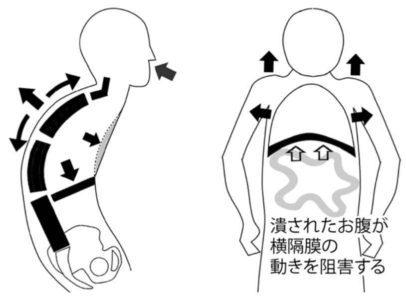 猫背・ストレートネックと呼吸の浅さの関係を示す姿勢改善図解|ストレッチルーネ