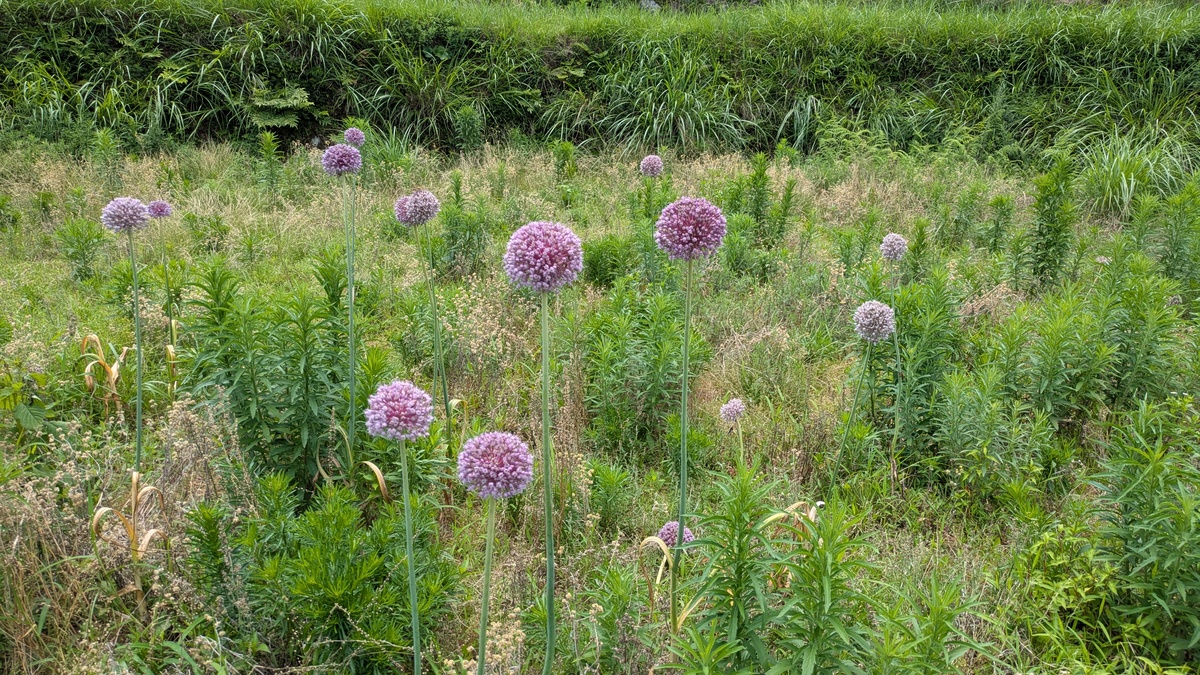 地方起業の可能性と課題