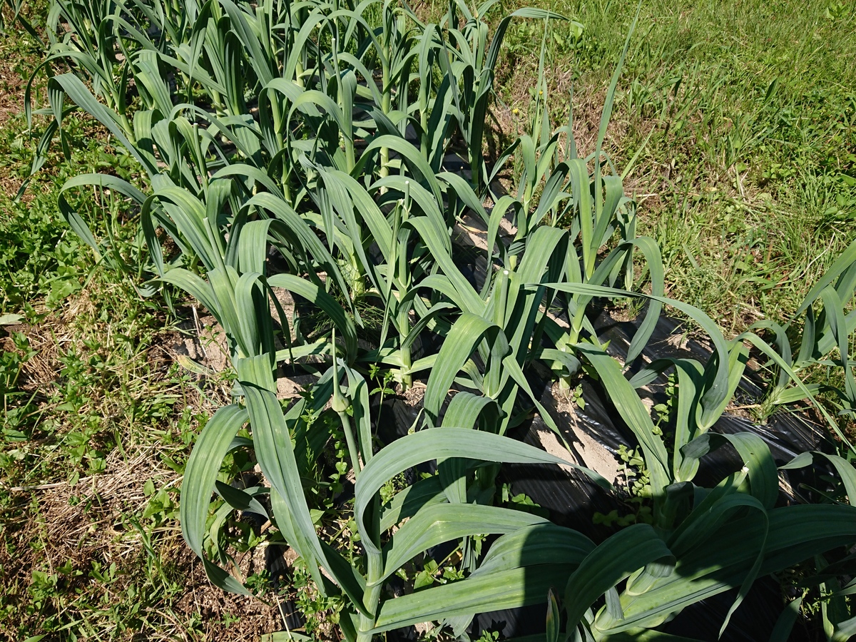 マルゲンライフ農園 農作業