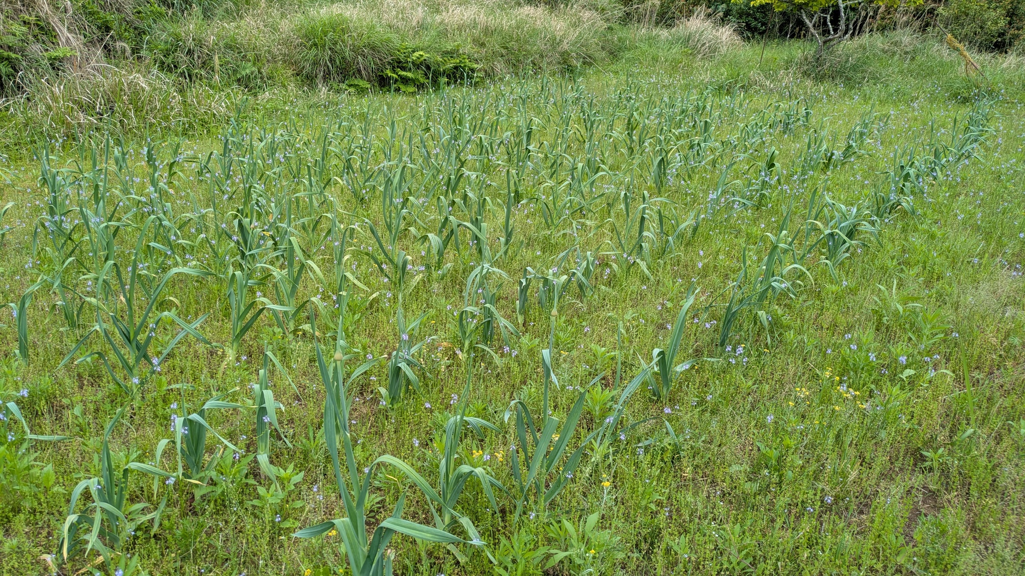 持続可能な農業への転換