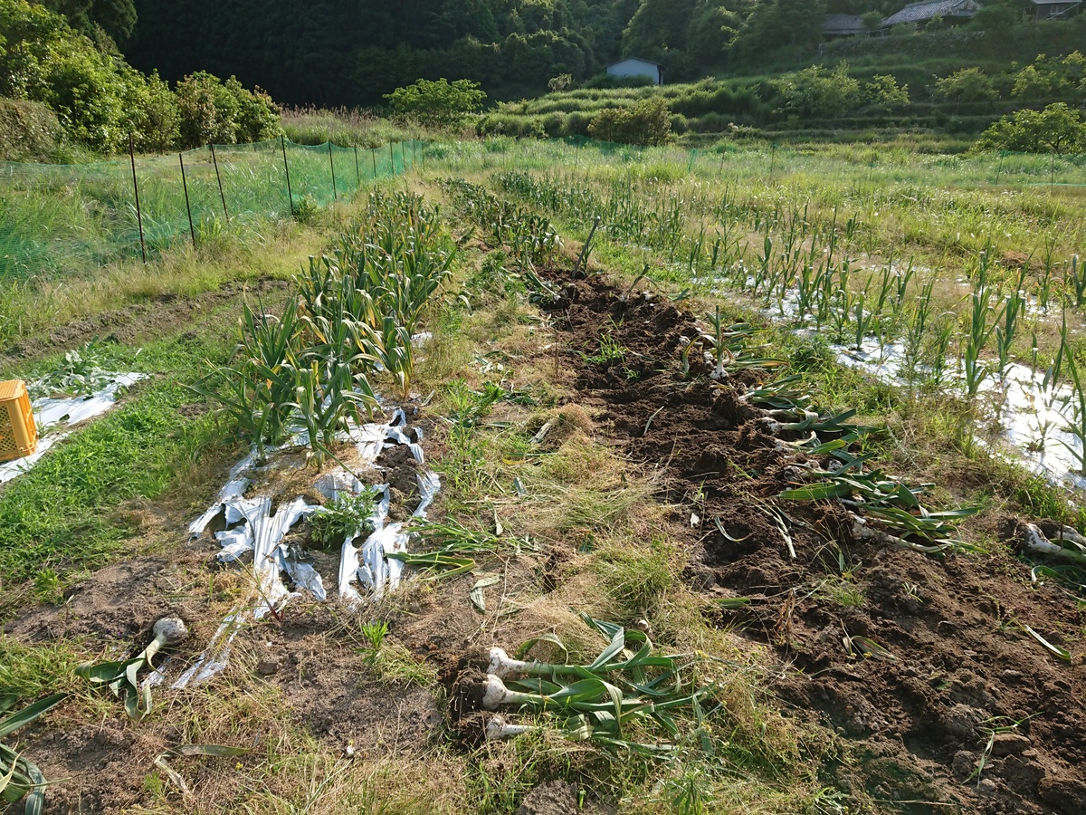 有機農業の取り組み:土から始まる食の安全へのこだわり