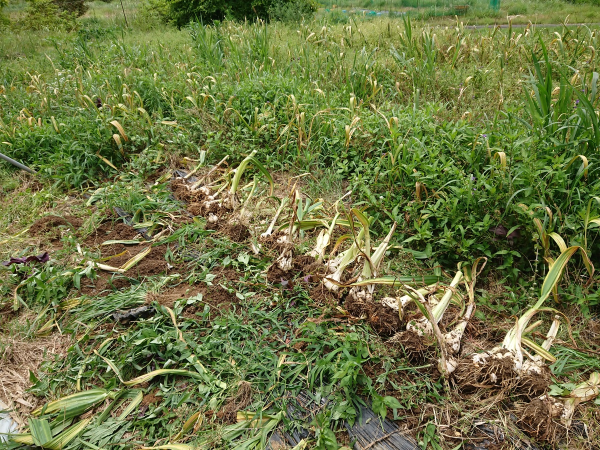 ニンニク畑の様子