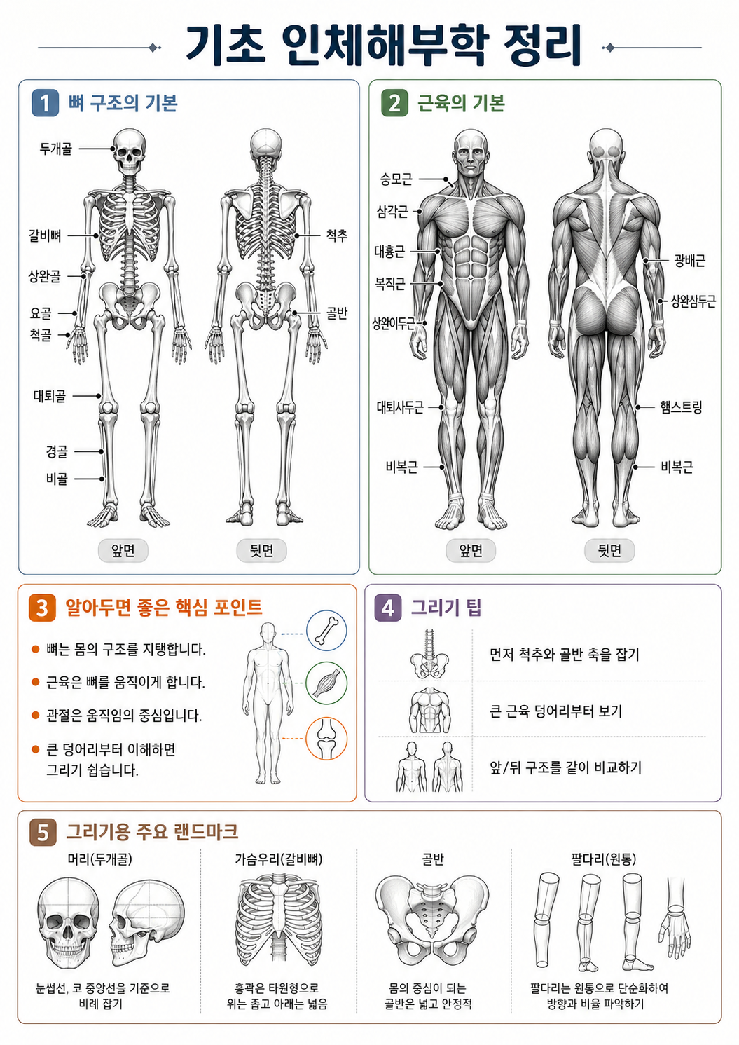 인체해부학 1
