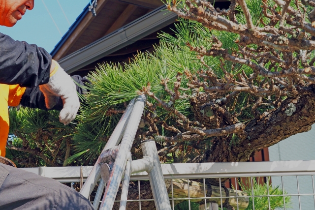 定期的な剪定で美しく