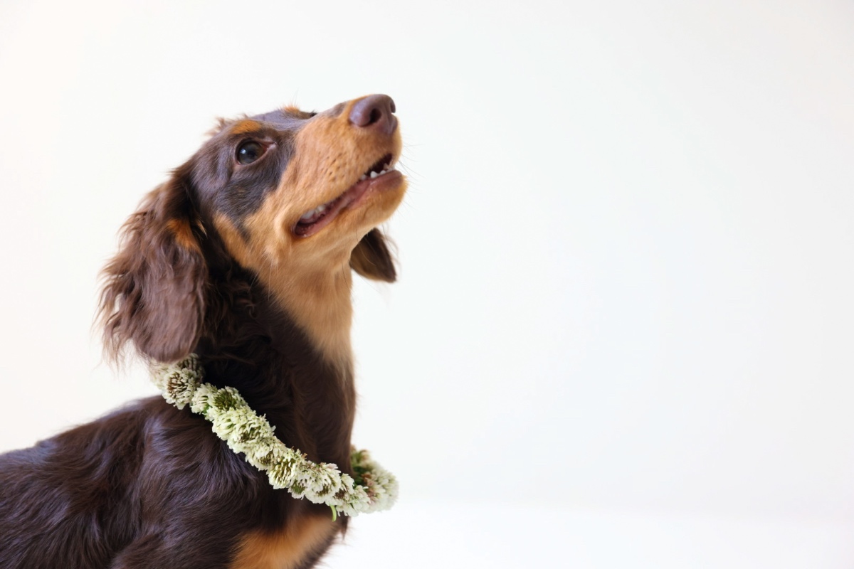 Pet Photography