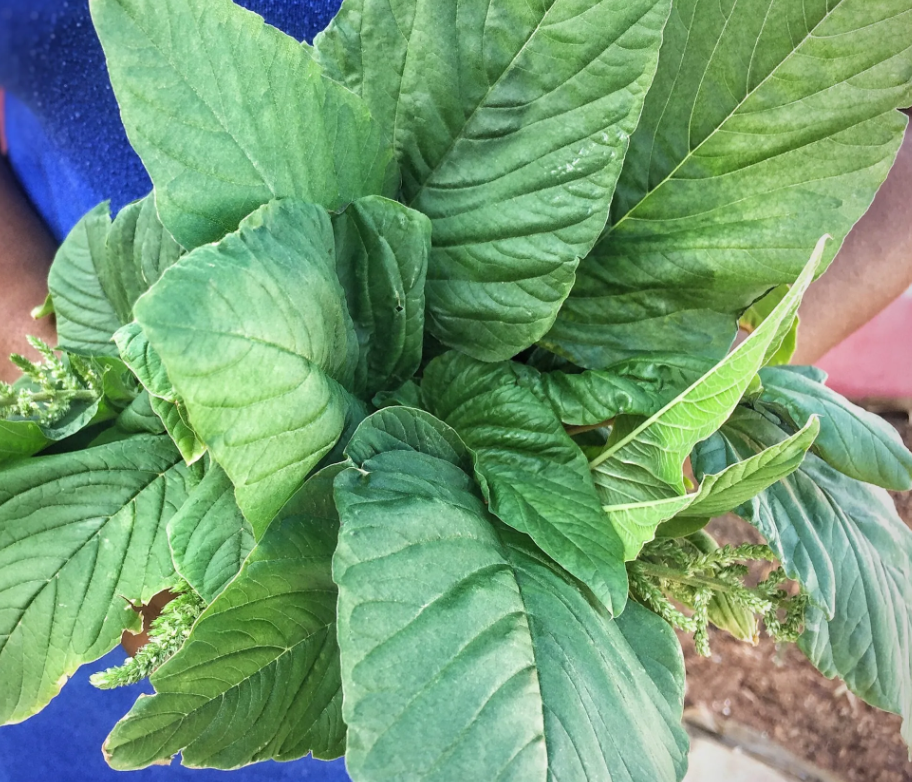 Harvested Fresh for You