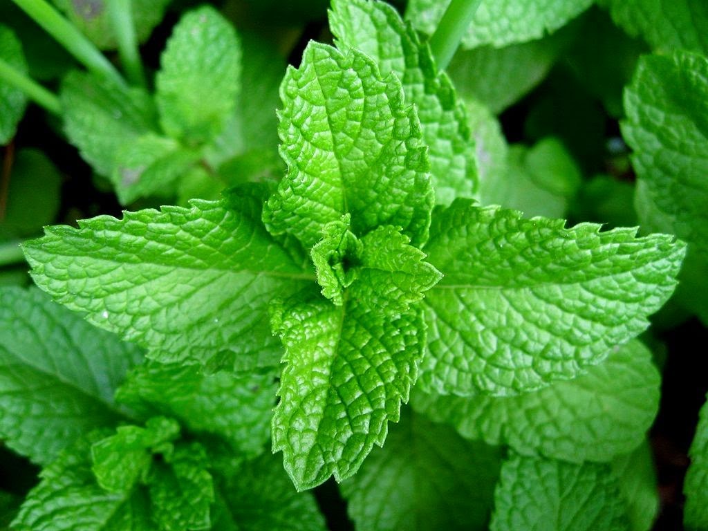 Scent Leaf (Basil)