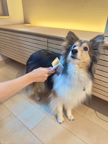 シェルティー モノちゃん