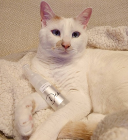 愛犬のスナップ写真