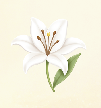 ホワイトリリィ
