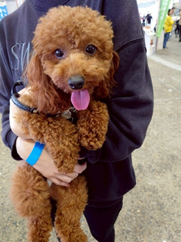 子犬のスナップ