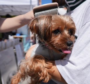 愛猫のスナップ写真