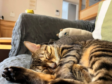 ベンガルネコ ちゃるちゃん