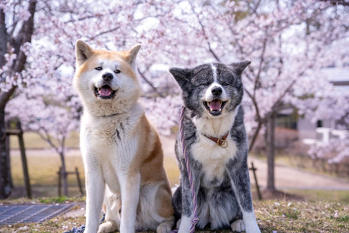 秋田犬 暖木(のんき)愛姫(めごひめ)ちゃん