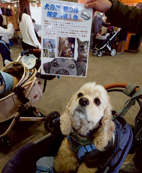 猫のグルーミング