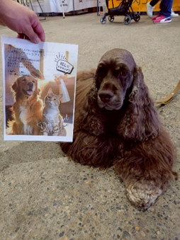 ブラッシングの時間