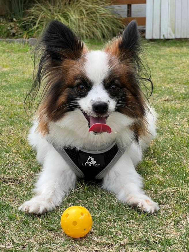 パピヨン ハクちゃん