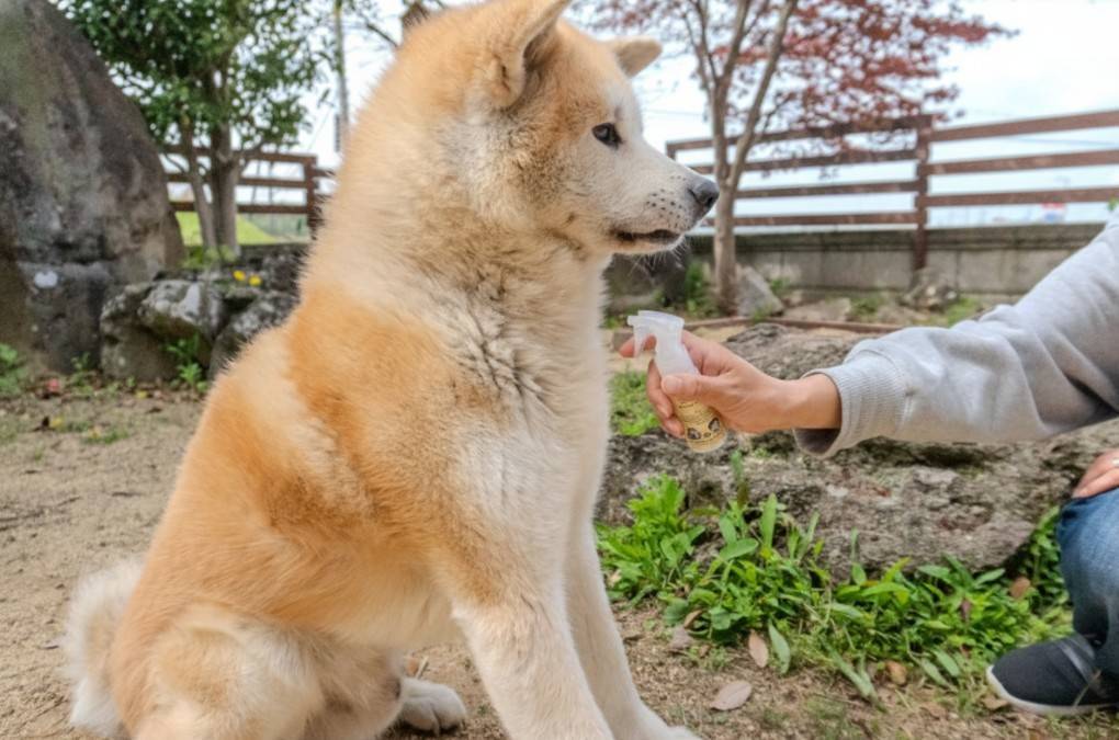 ブラッシングを楽しむ猫
