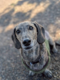 ダックス 吟ちゃん