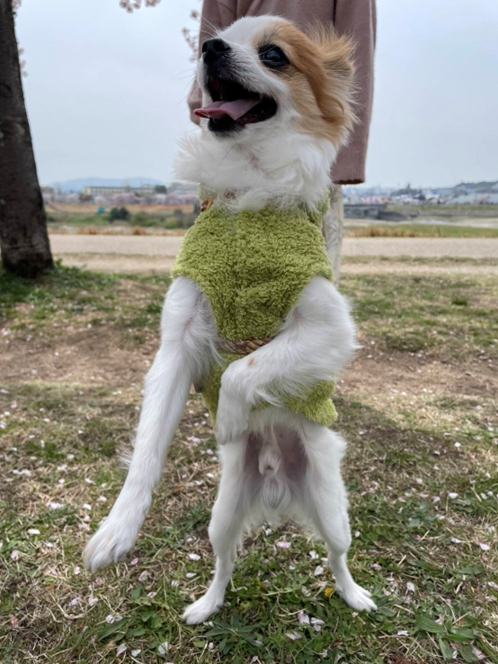 チワワ×ポメラニアンMIX らいちゃん