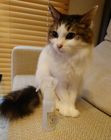 猫のストレッチ