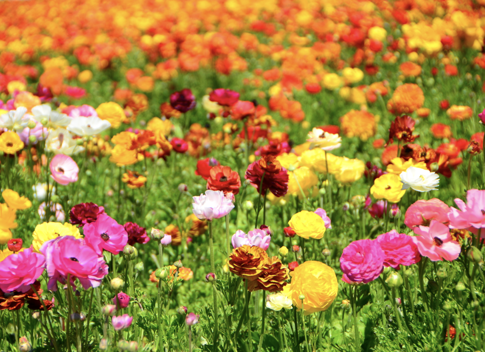 Bach Flower Essences