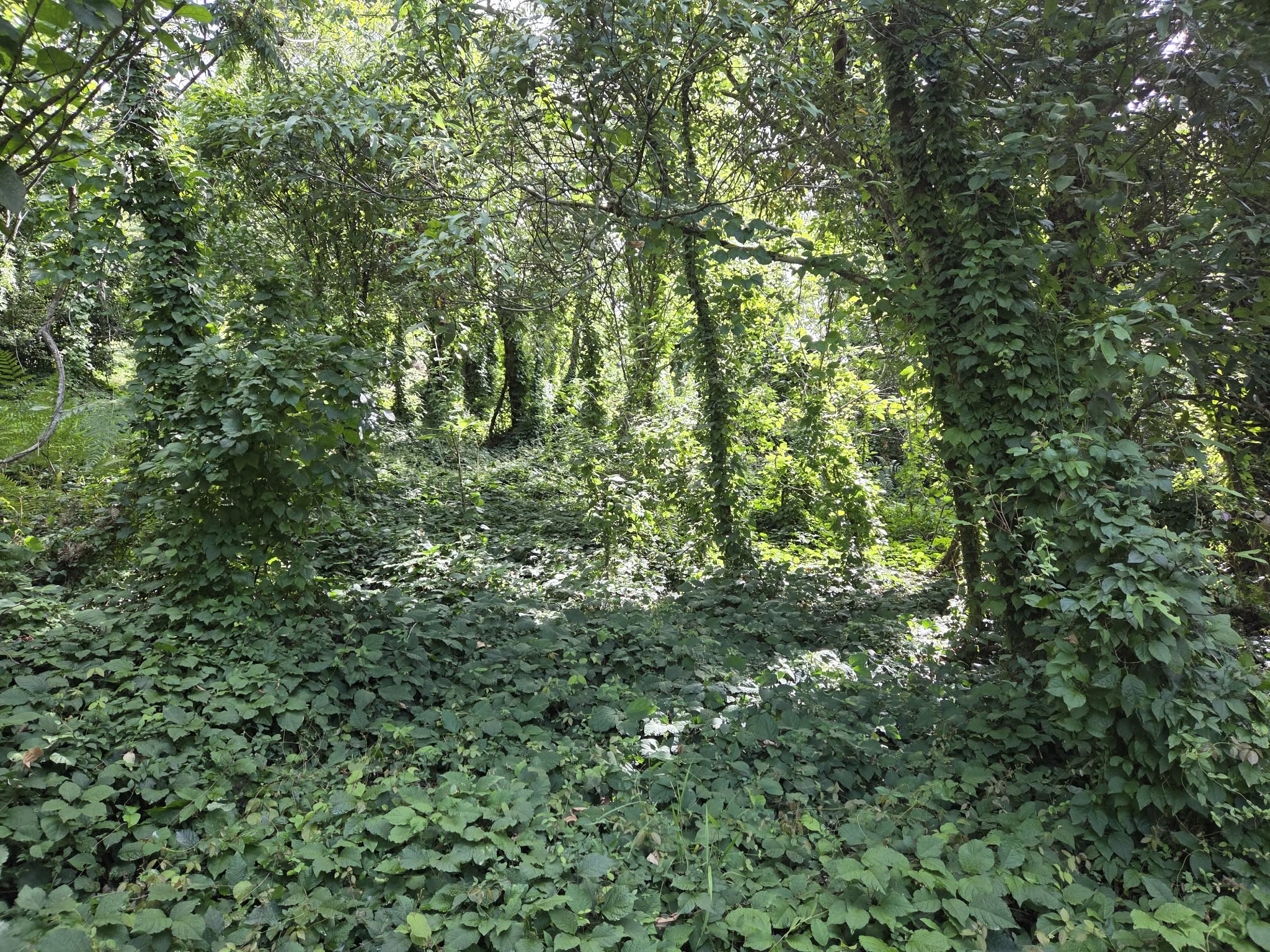 Guanaba forest edge restoration site