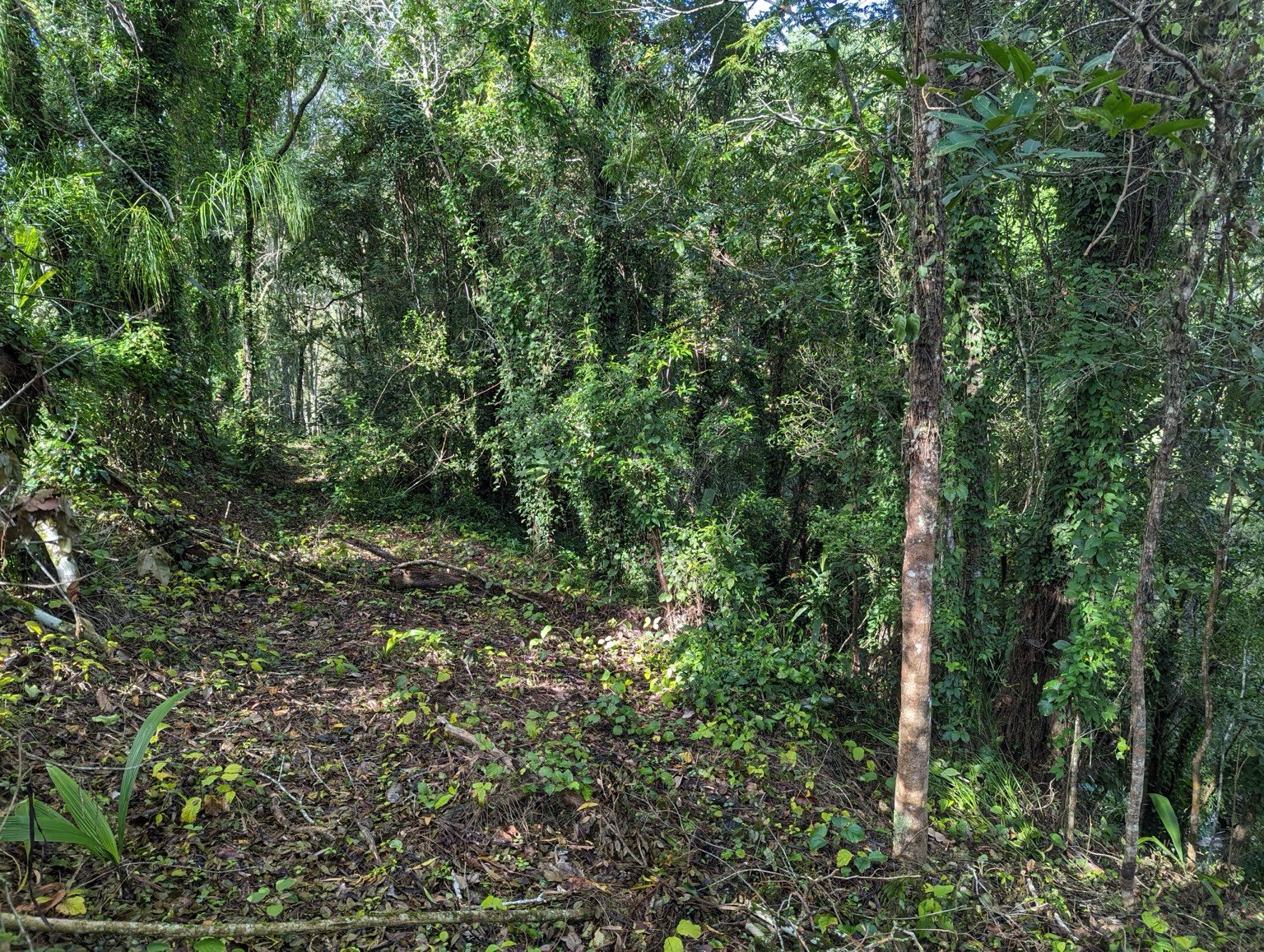 Guanaba Forest Edge Restoration