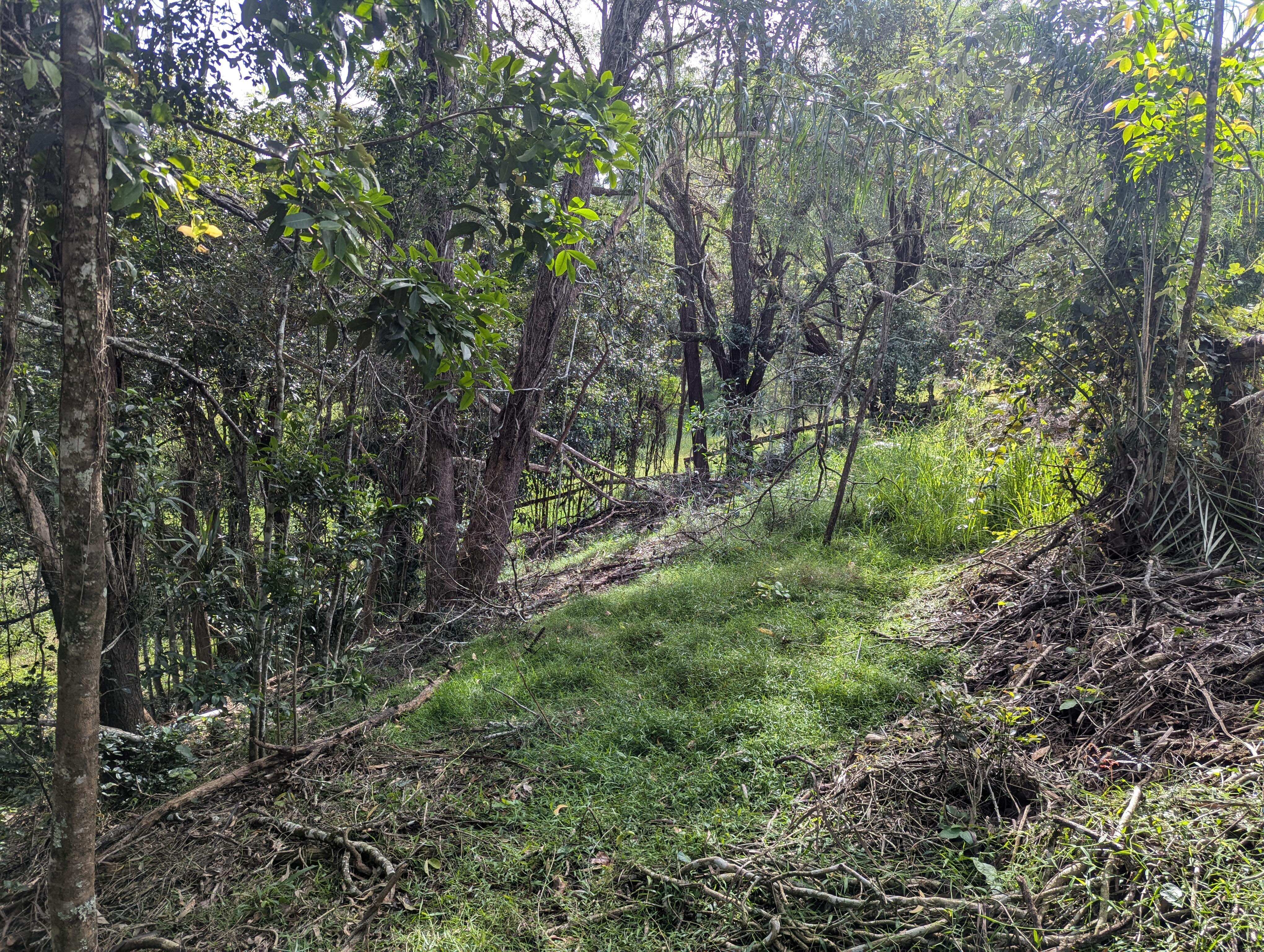 Forest edge restored — after treatment