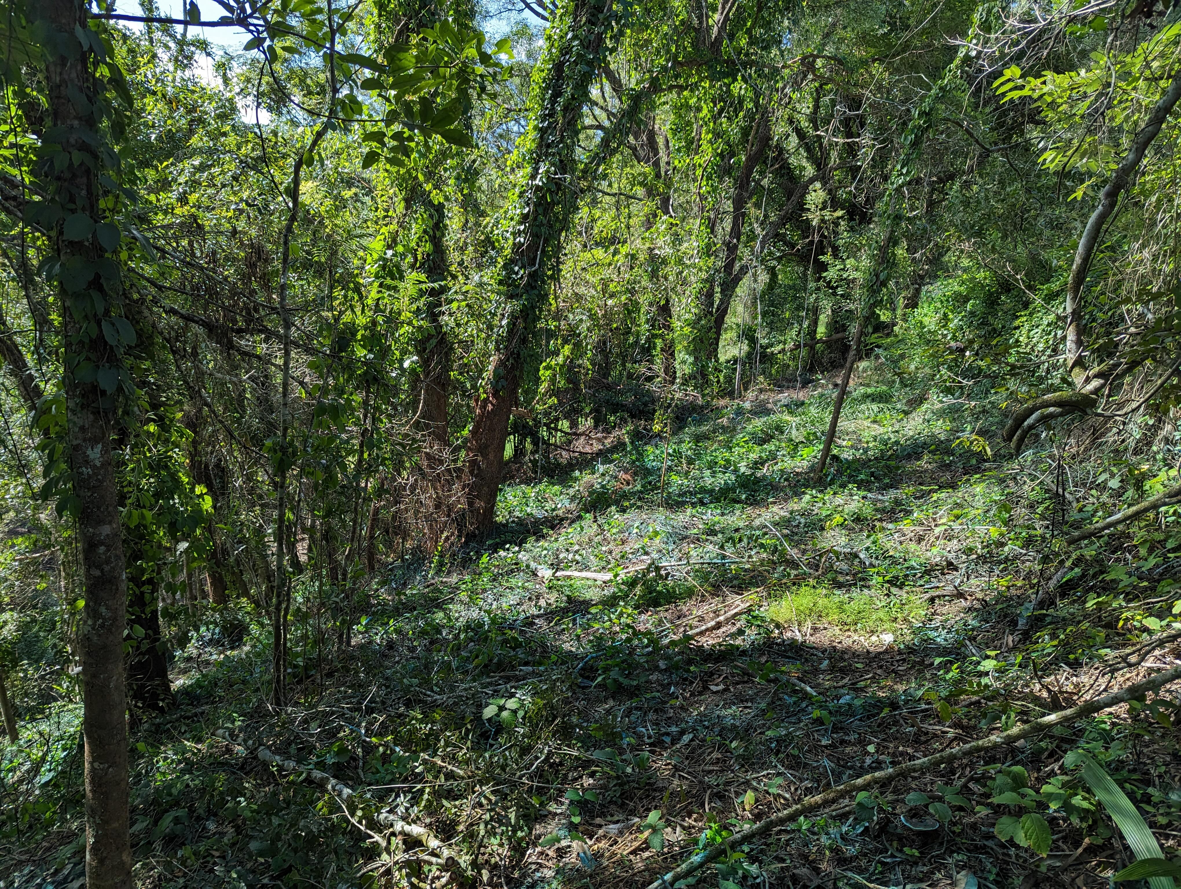 Forest edge vine mass — before treatment