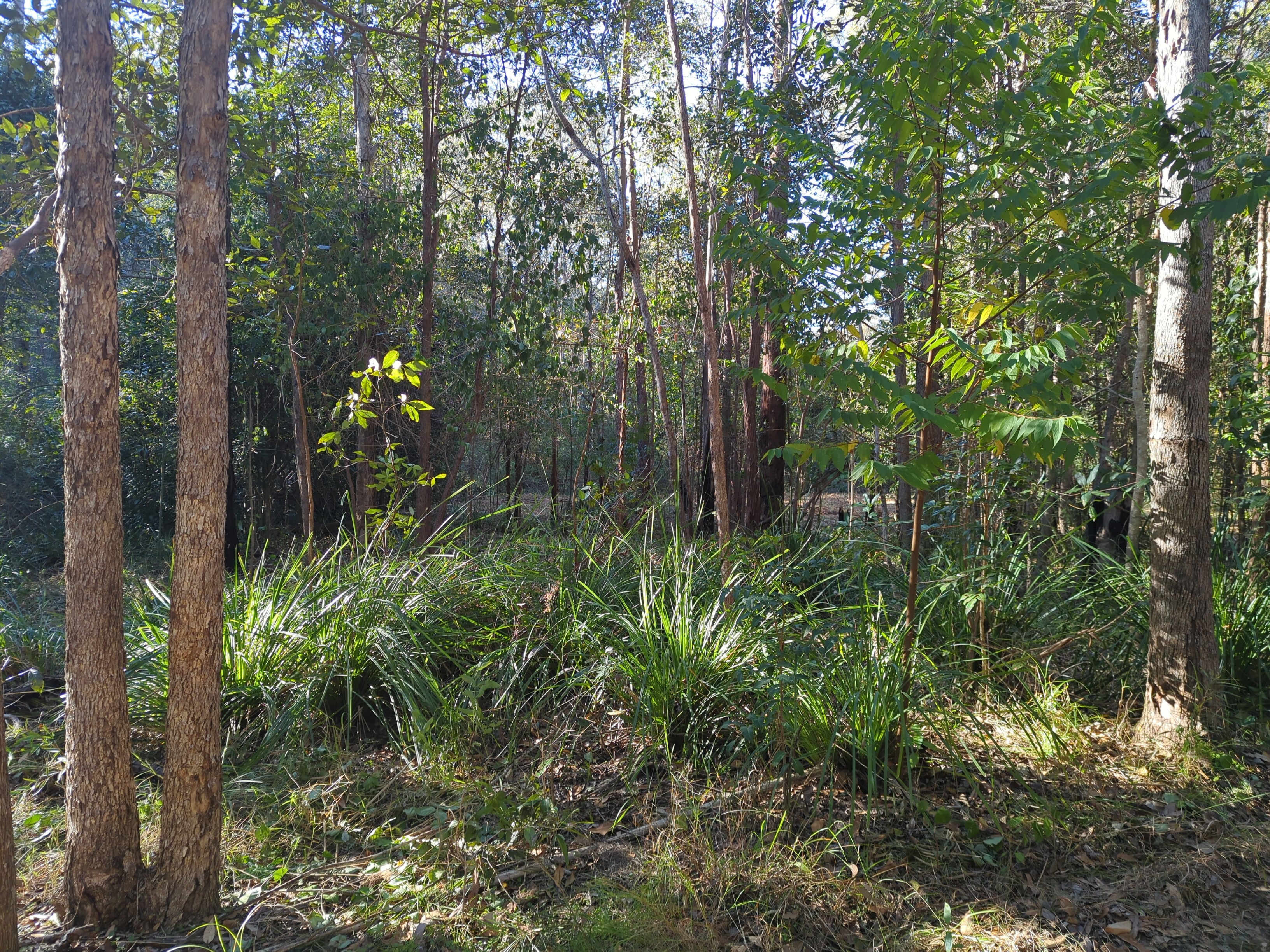 Cossart Road restoration site