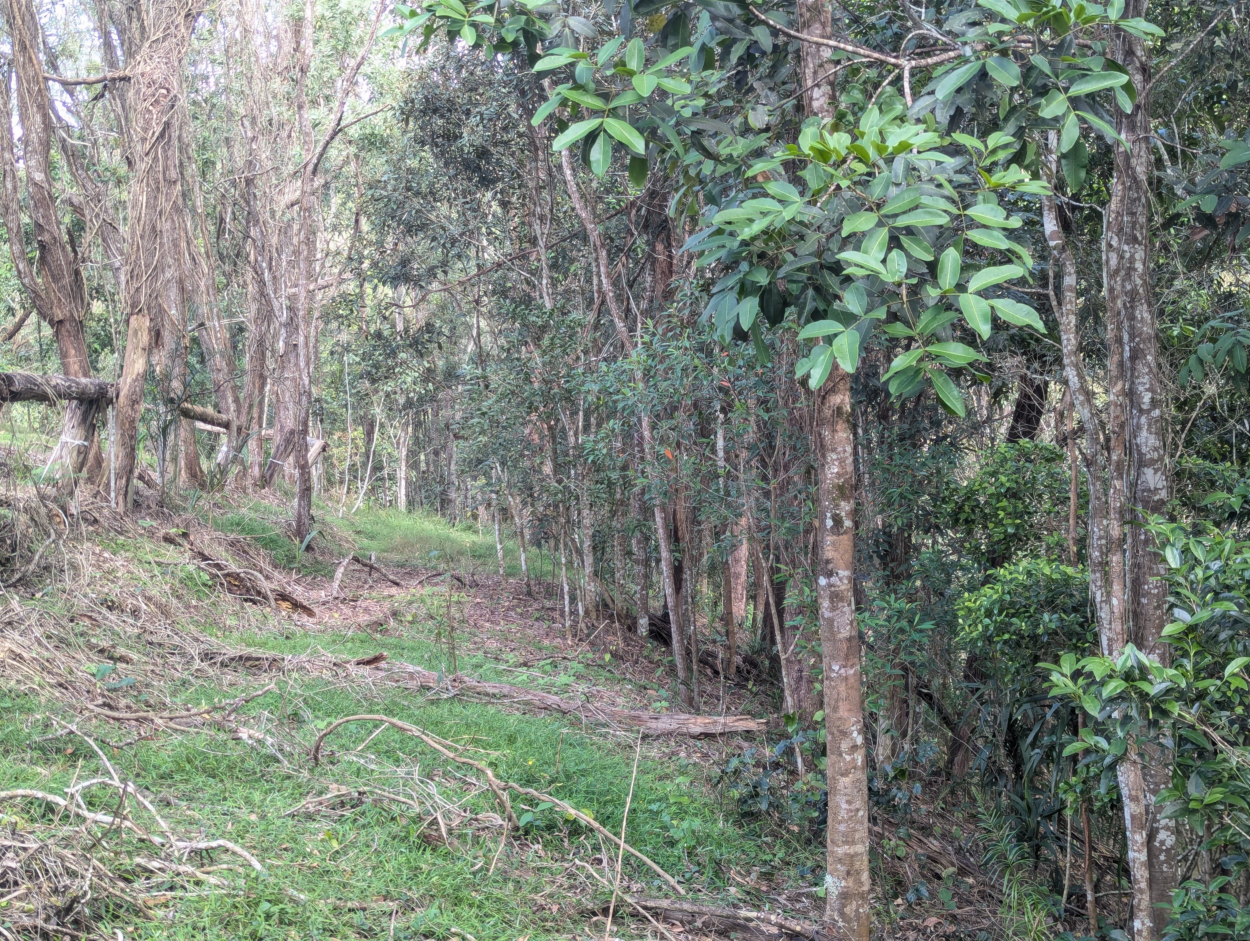 Canopy cleared — after treatment