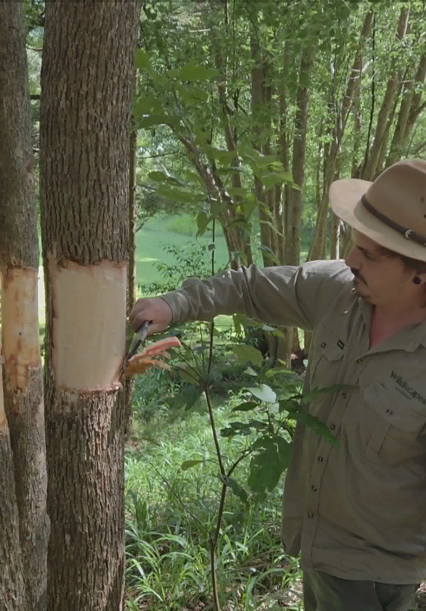 Restored native bushland