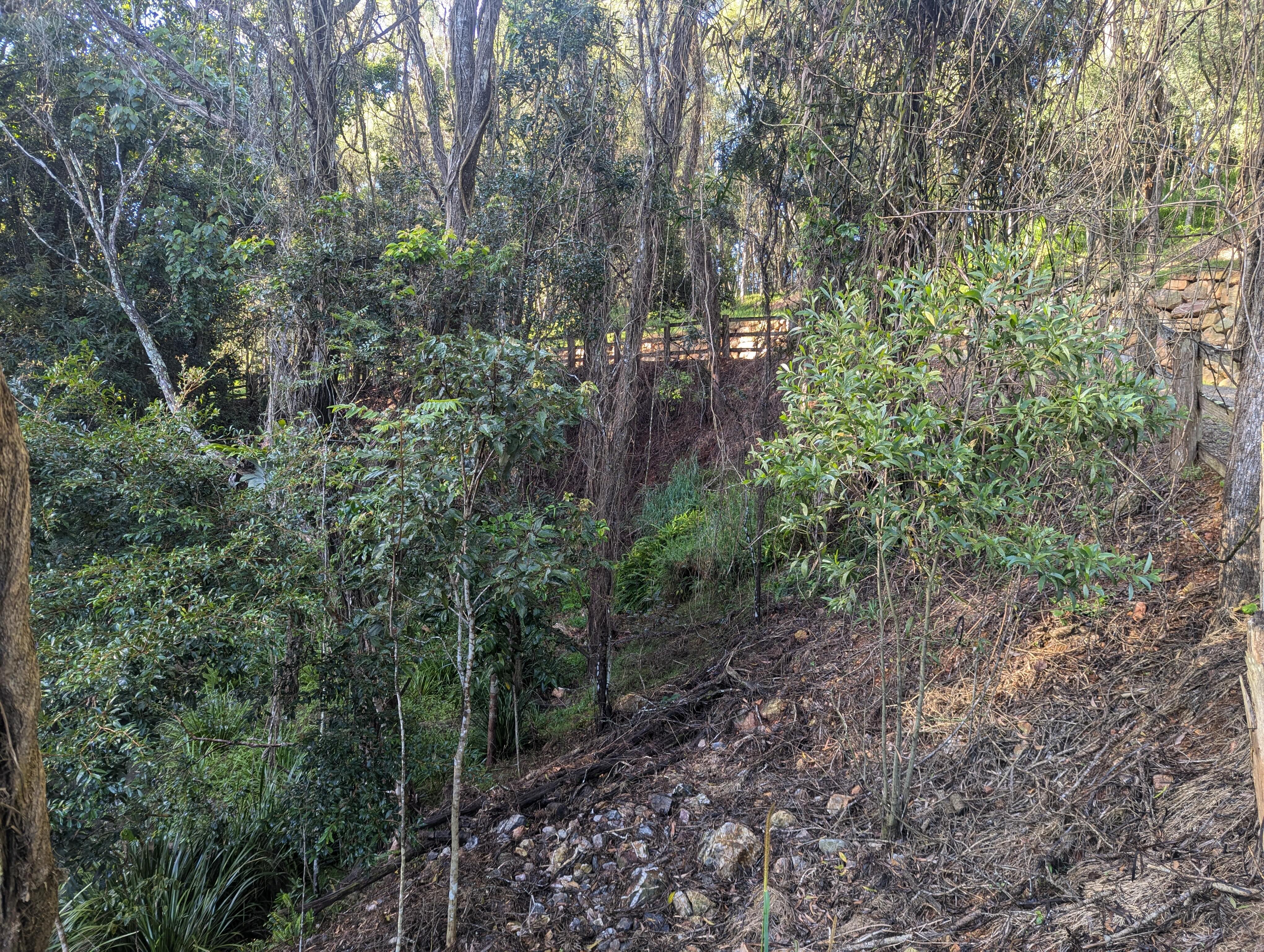 Regeneration emerging — after treatment