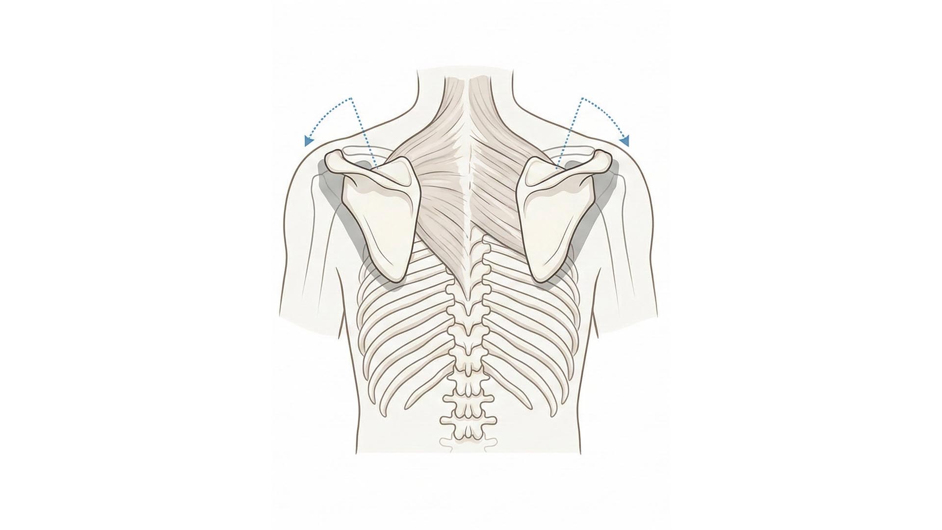 Le scapole si adattano