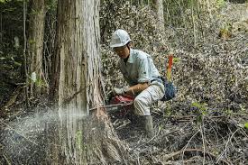 林業の担い手不足