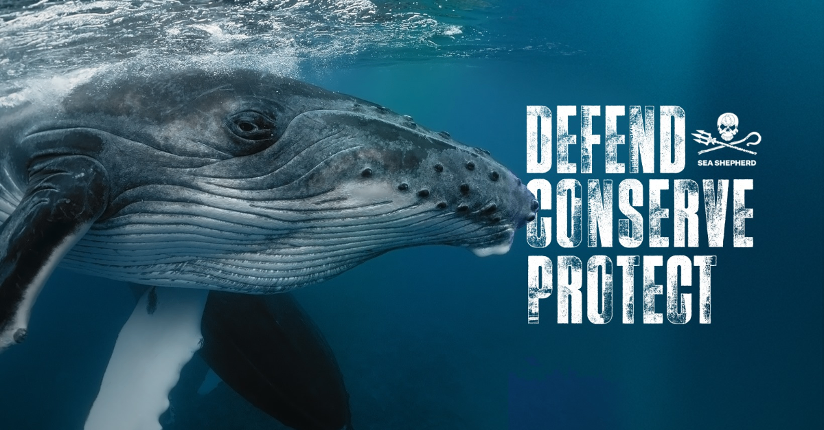 Orca Whale Conservation