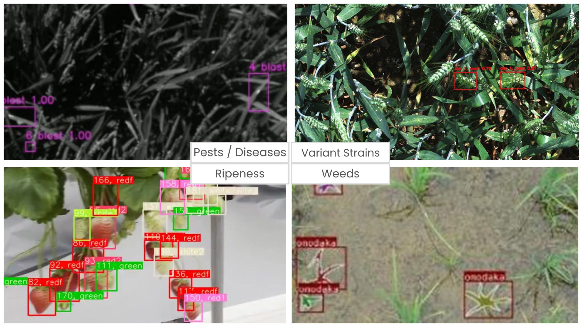 多様な作物・病虫害検出に対応する画像解析AI
