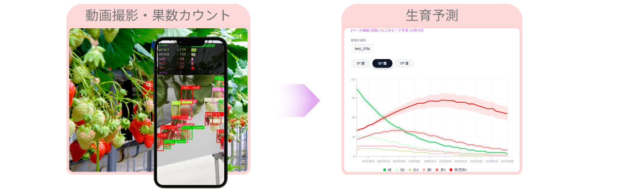 BerryCast - イチゴ生育予測サービス