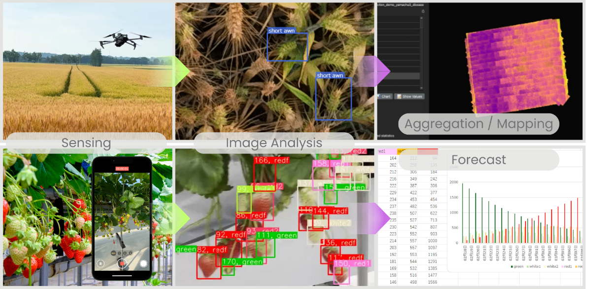 Agricultural AI and Drone Sensing Technology - Sensing, Image Analysis, Aggregation/Mapping, and Forecast workflow