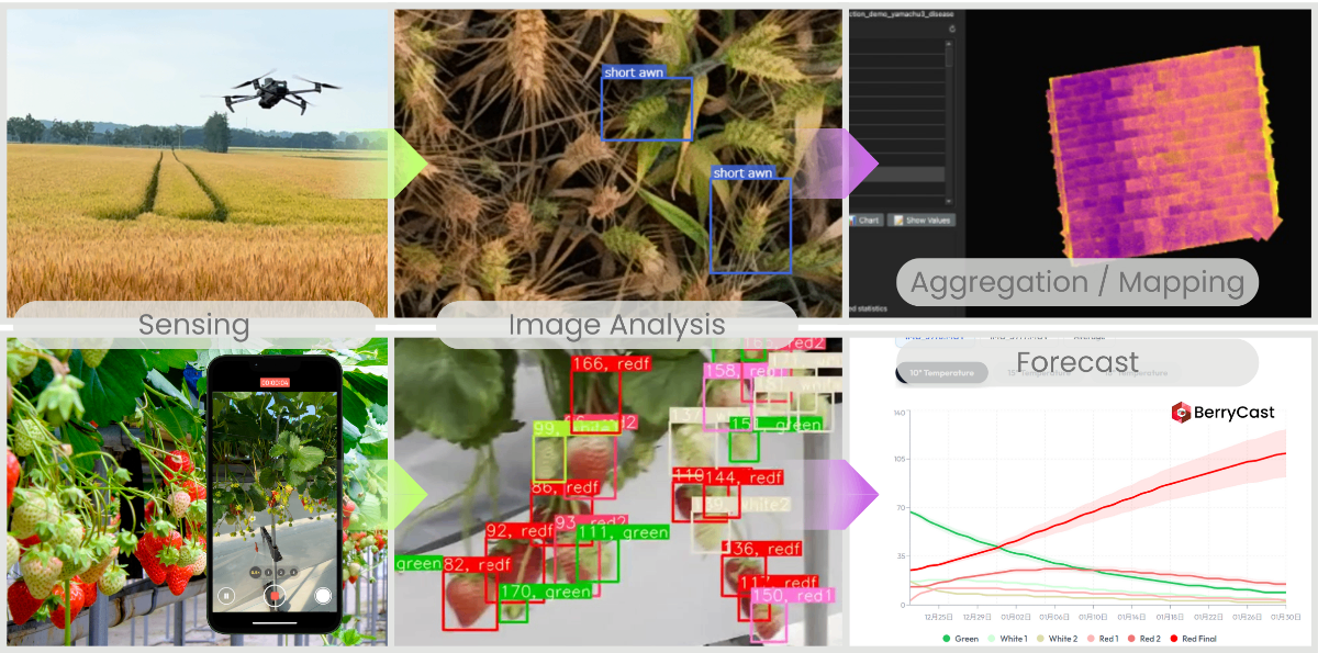 Agricultural AI and Drone Sensing Technology - Sensing, Image Analysis, Aggregation/Mapping, and Forecast workflow