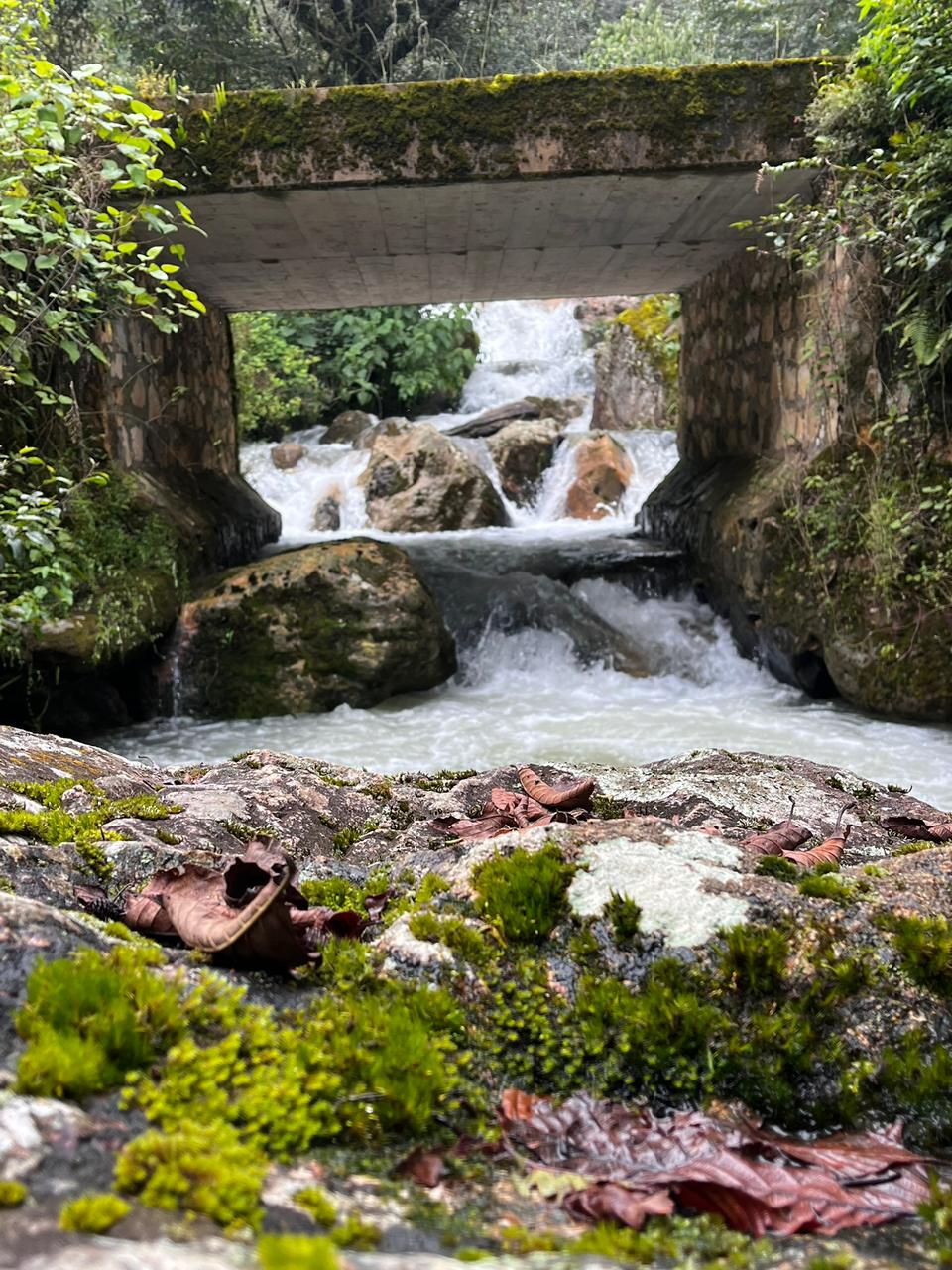 Bosque de pinos en Agua Linda Hidalgo México