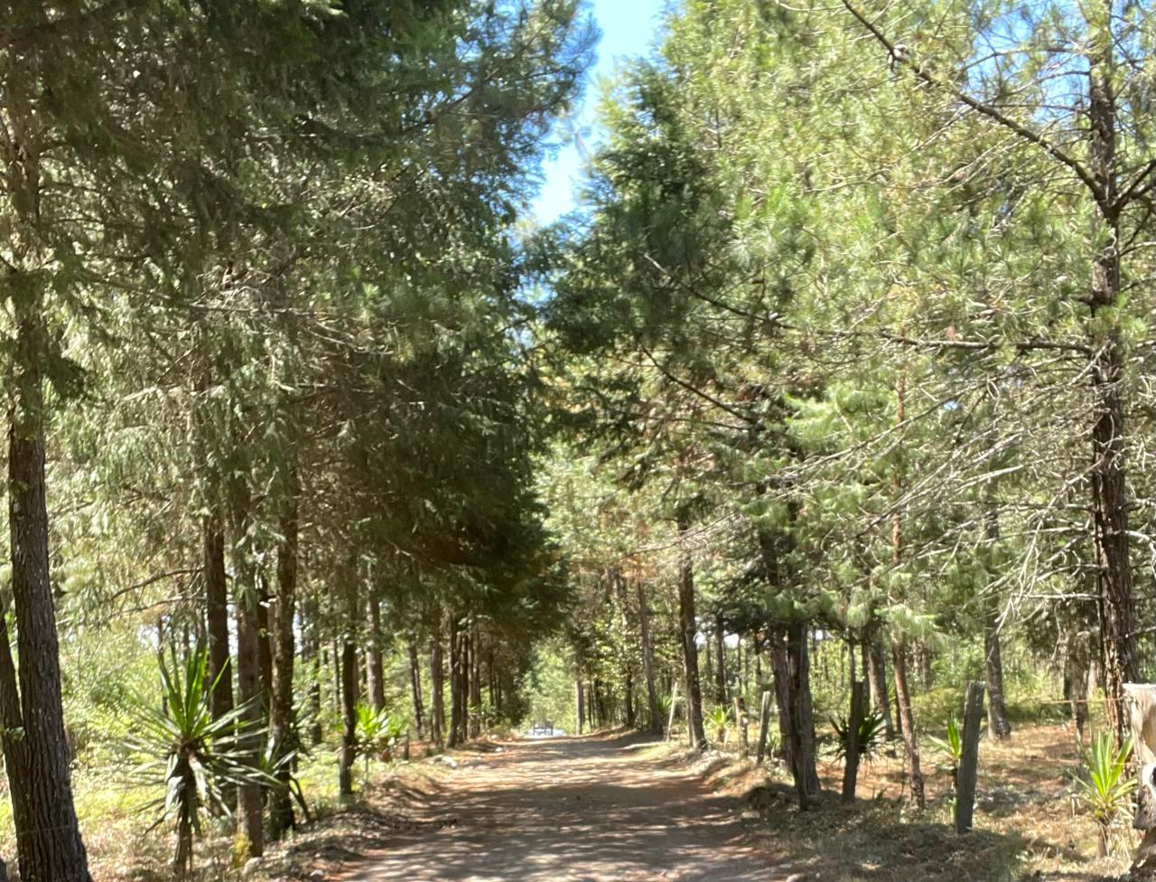 Amanecer espectacular en los pinos de Hidalgo