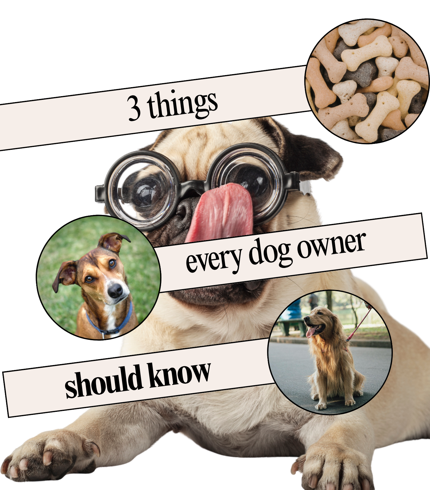 3 Things Every Dog Owner Should Know