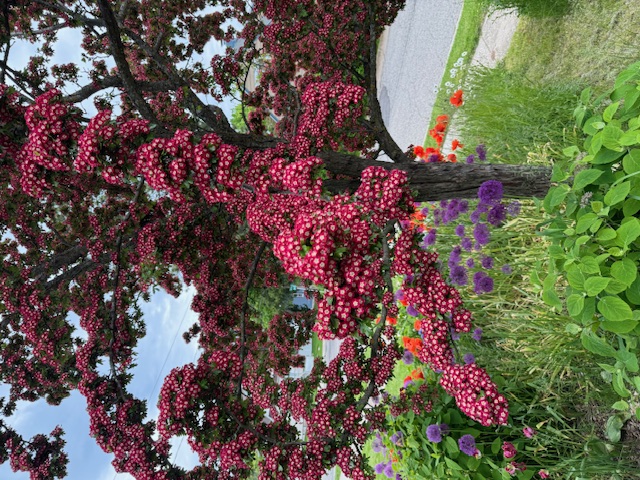 Flowering Tree with Spring Blooms