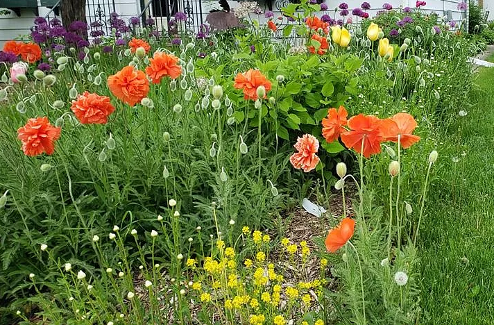Outdoor Garden with Colorful Flowers